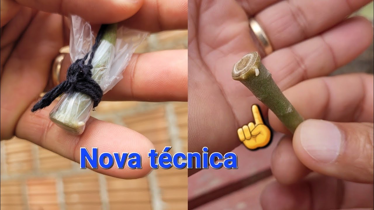 Nova forma de enraizar galhos de rosa do deserto.