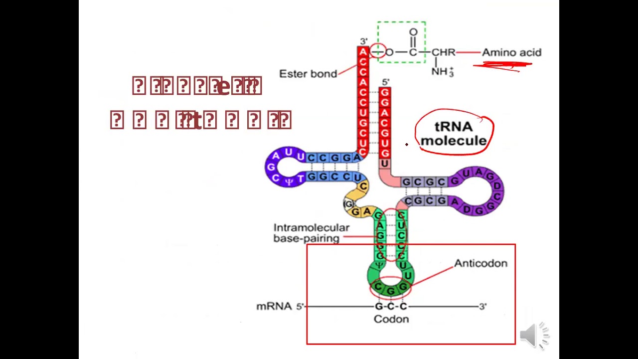 BUC Mol 11 (Translation 1)
