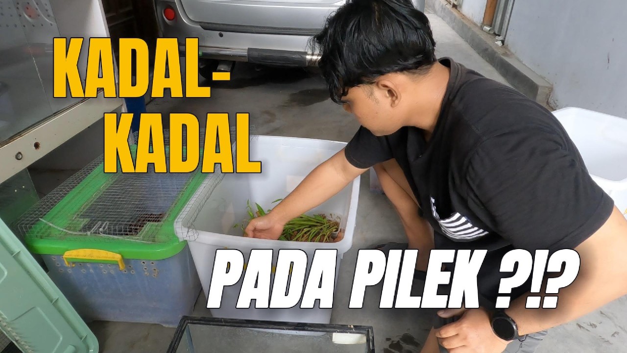 TELAT UPLOAD KADAL- KADAL PADA PILEK