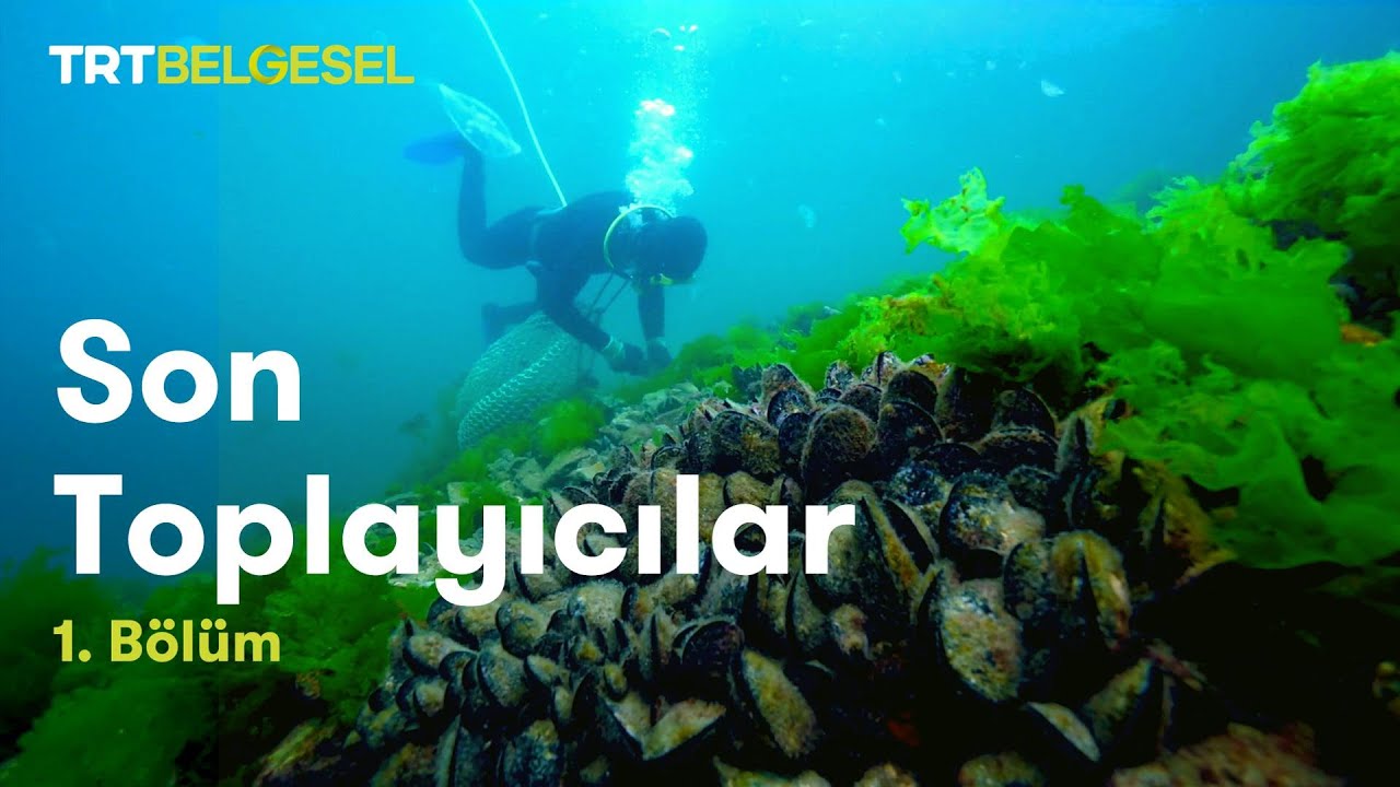Son Toplayıcılar | Midye ve “Siyah Altın” | TRT Belgesel