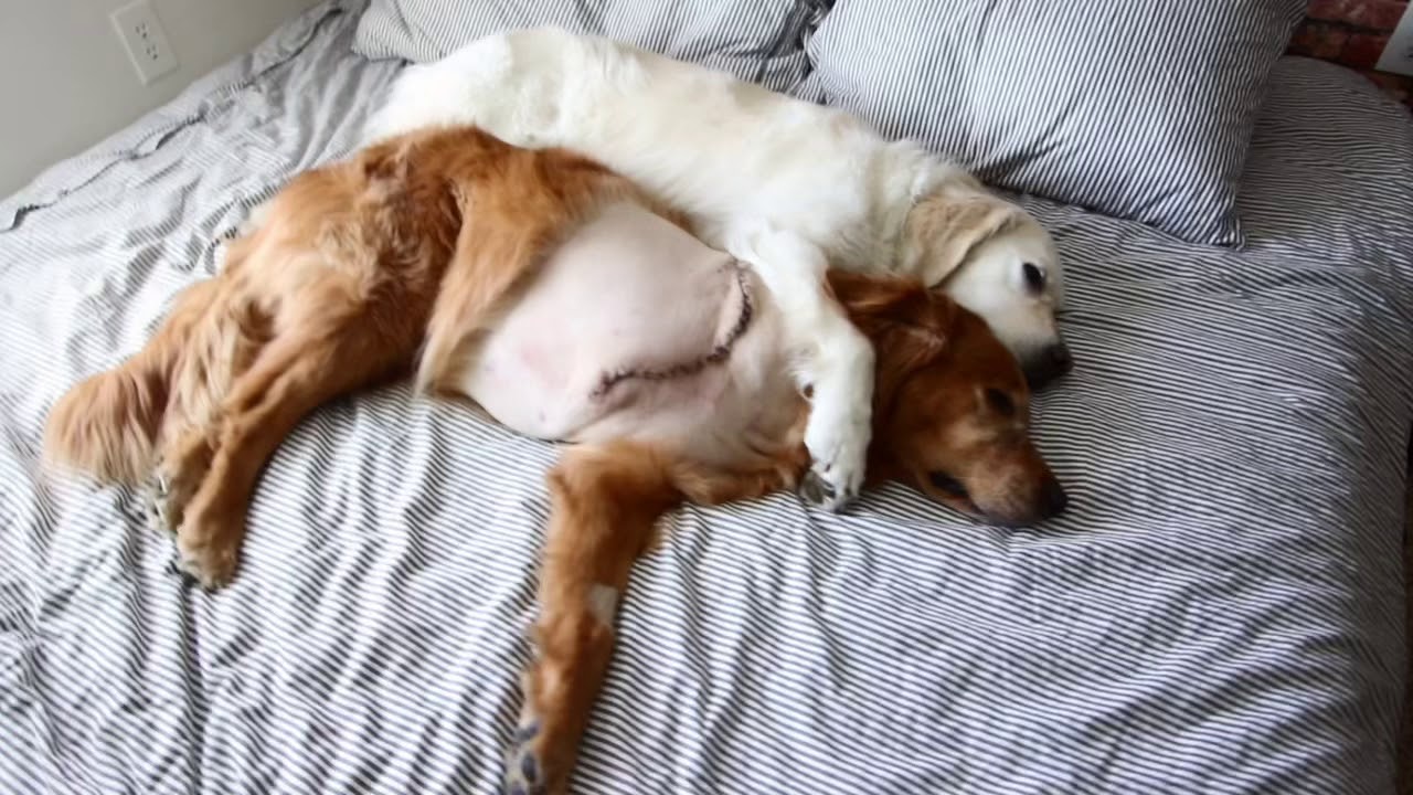 Watson and Kiko (love to help you heal)