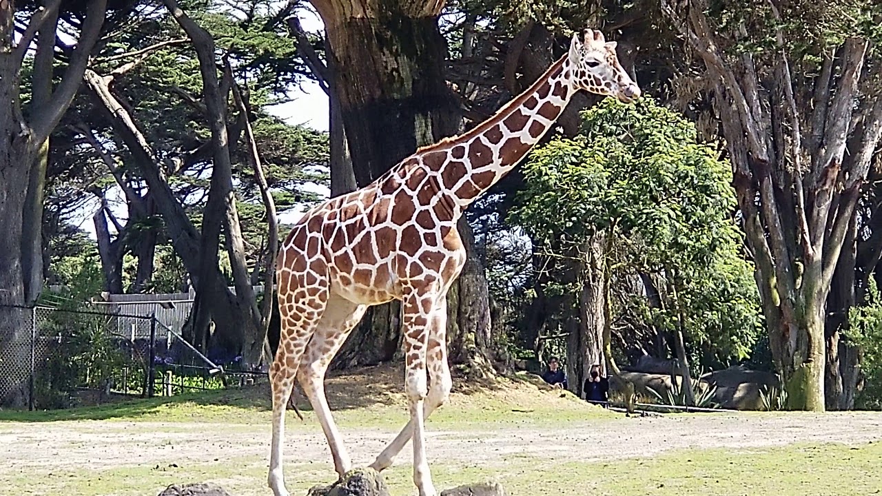 Giraffe walking