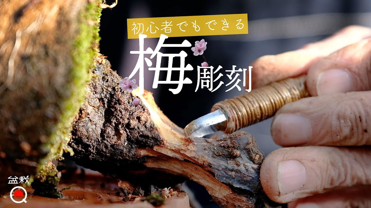 【梅】初心者でも出来る舎利作り！はじめての梅彫刻【盆栽Q】
