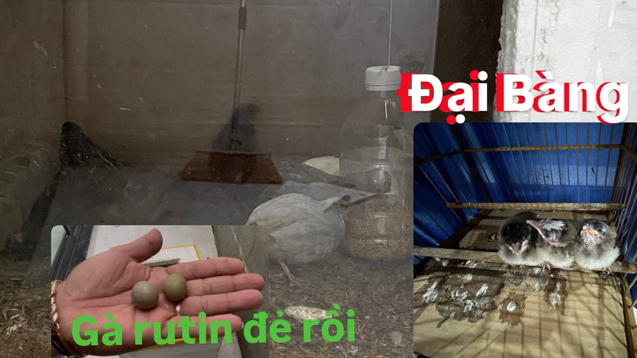 Xuống tổ Chào Mào đại bàng và bất ngờ đàn gà rutin đã đẻ.