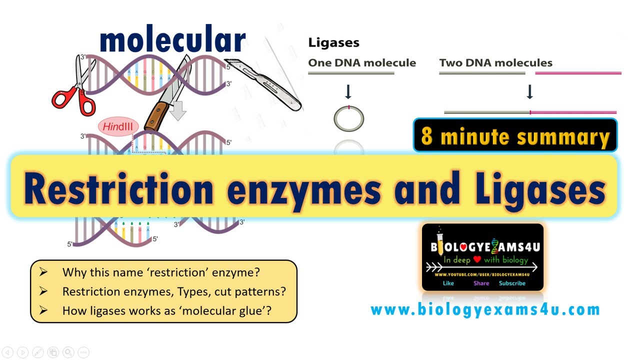 Restriction Enzymes and DNA Ligase || A Simplified Summary