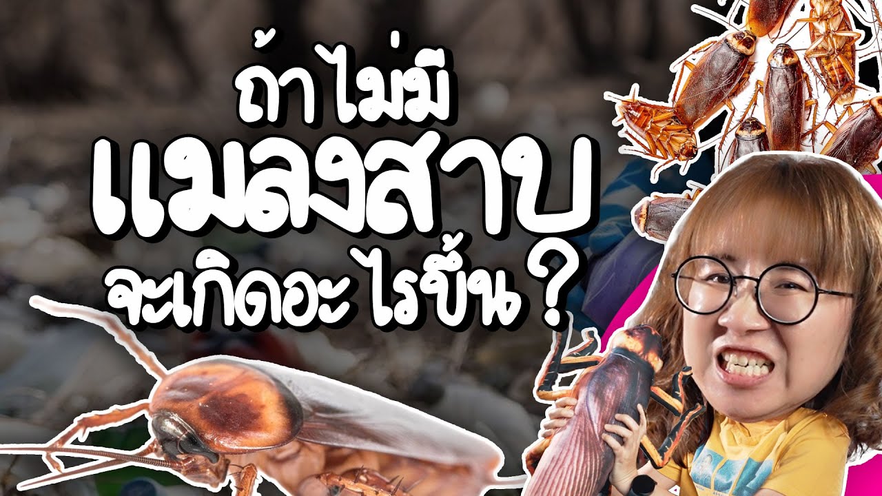 ถ้าไม่มีแมลงสาบจะเกิดอะไรขึ้น? | Point of View