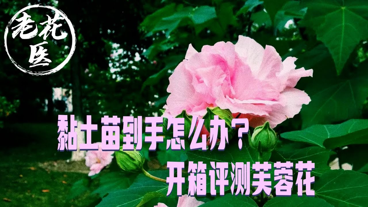 【开箱评测077】黏土球苗子到手怎么处理？新手花友注意了！开箱评测芙蓉花 Unboxing and repotting Hibiscus.