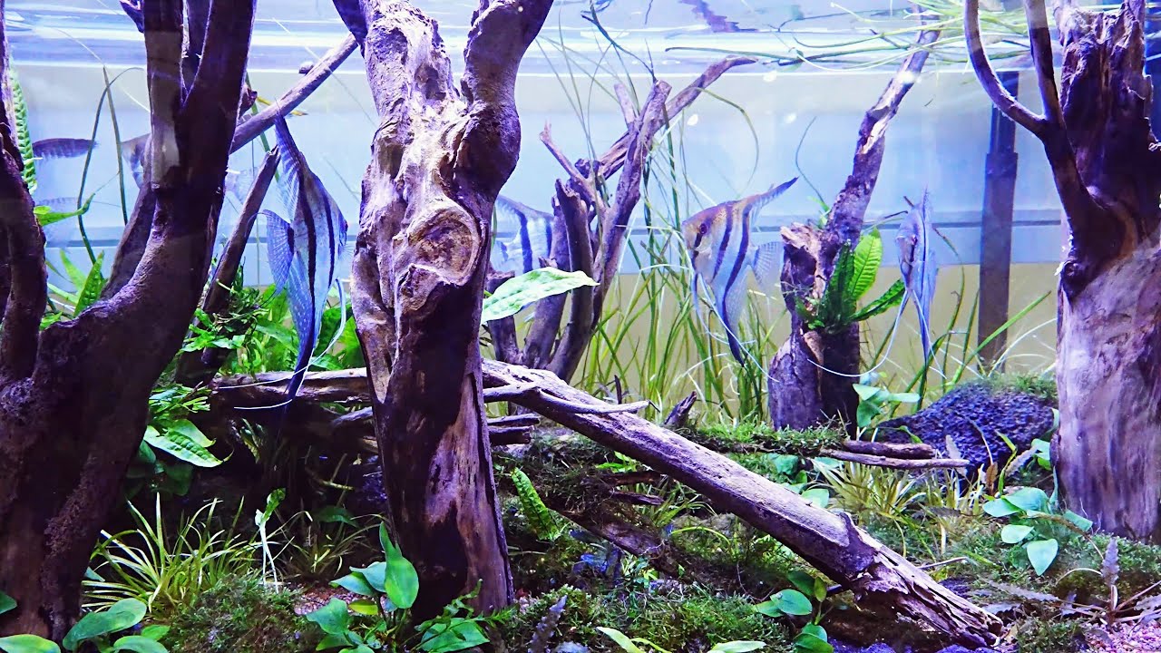 全台最大規模 臺灣觀賞魚博覽會