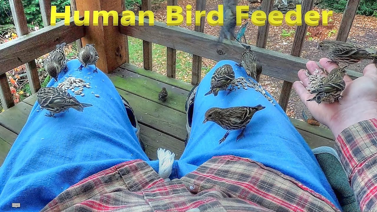 Human Bird Feeder!  2020 Pine Siskin Invasion