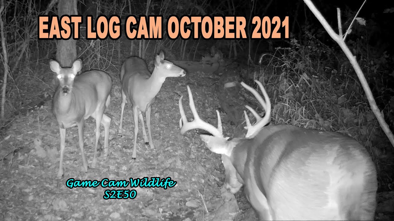 East Log Cam October 2021 S2E50 #trailcam #gamecam #wildlife