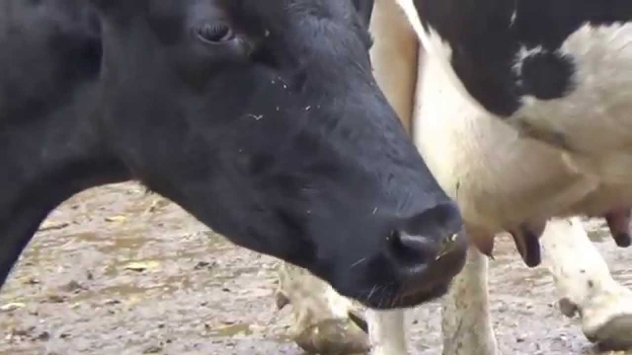 cows chewing the cud