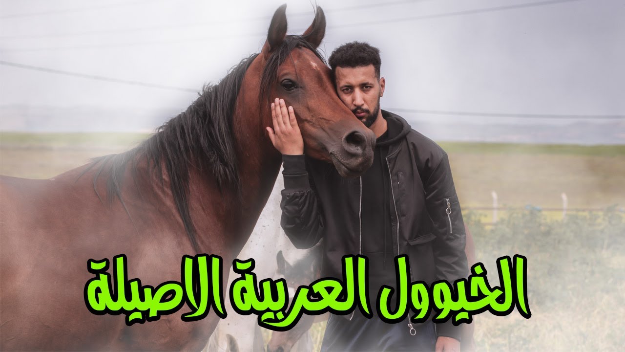 فلوق  زرت اكبر اسطبل للخيول العربية والخيول الانجليزية  باقليم الخميسات / اكتر من 100 حصان اصيل 2021