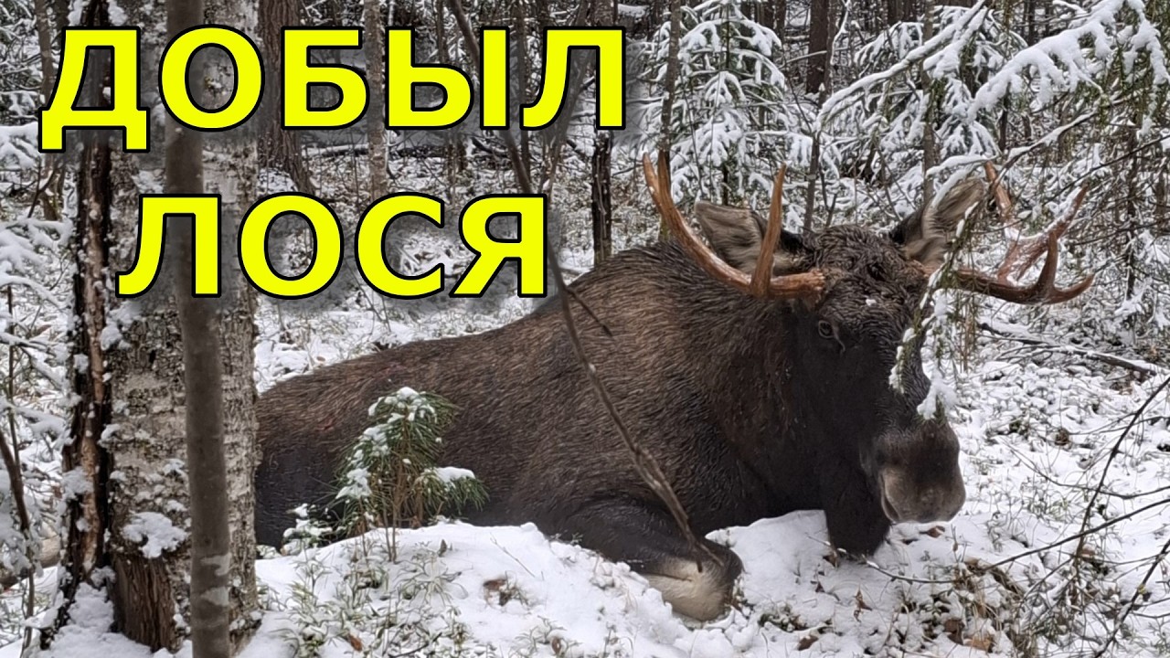 Охота на лося, гибель охотничьей лайки, жизнь в избе