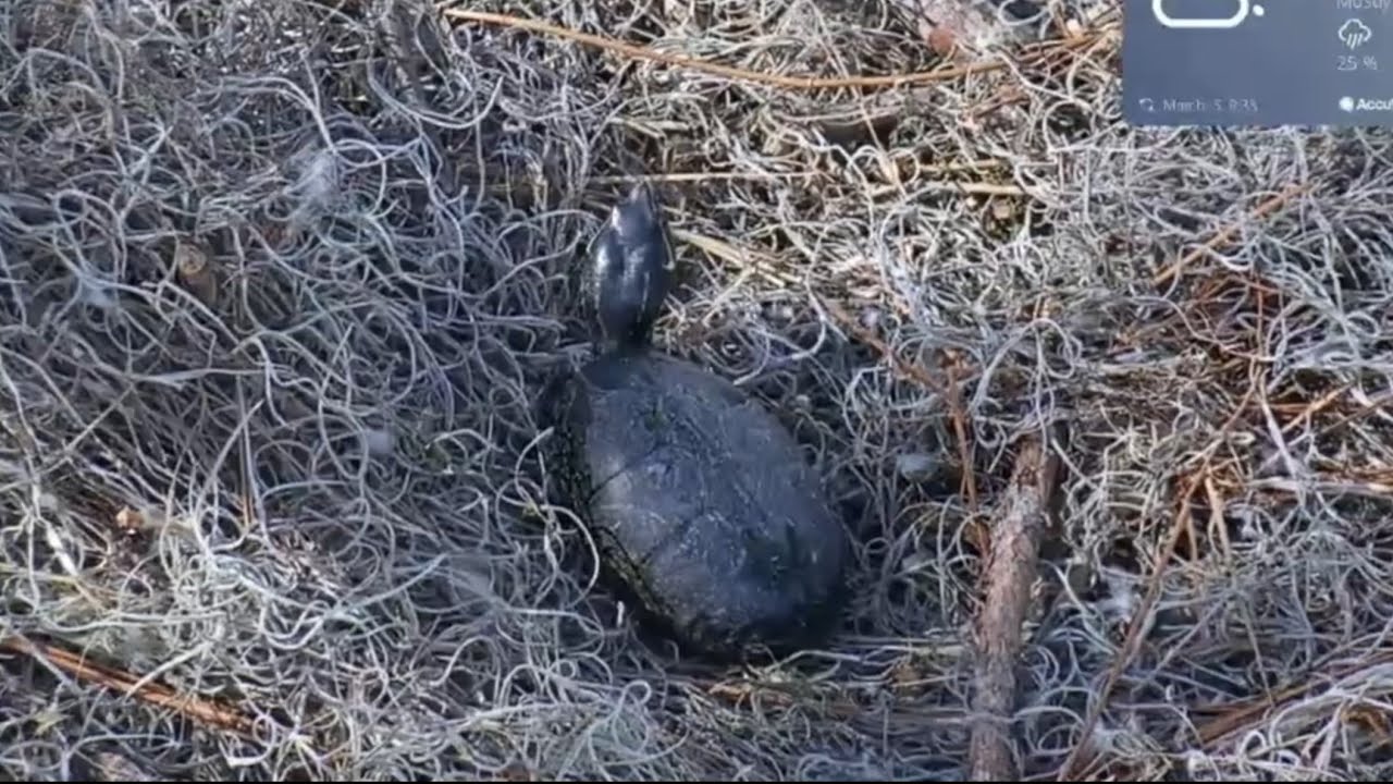 🐢 Live tortoise in eagle nest, move under moss to hide | Kisatchie National Forest E-1 | Mar 5, 26