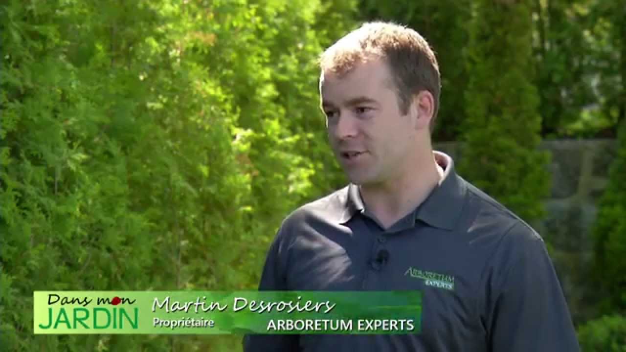 Arboretum Experts Entretien de Haie de Cèdres 2014