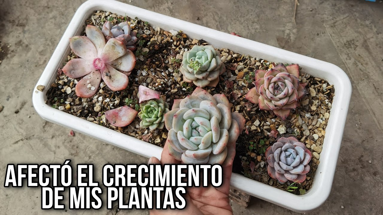 Emergencia suculenta: el peor sustrato que pude usar con mis plantas