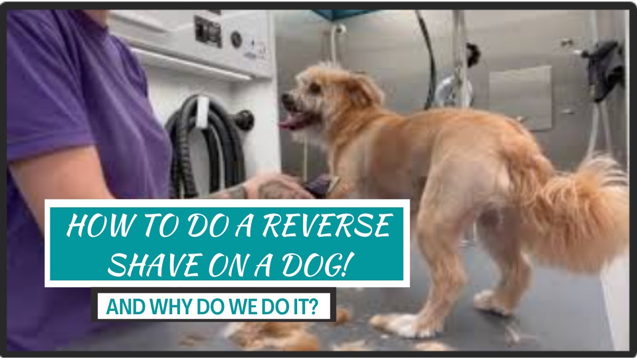 How to Do a Reverse Shave on a Dog — Why & When to Use It! ✂️🐾