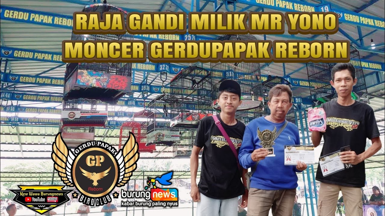 KACER RAJA GANDI GAYA COBRA MILIK MR YONO MERAIH JUARA 1 DAN 3. GERDUPAPAK REBORN JOMBANG.