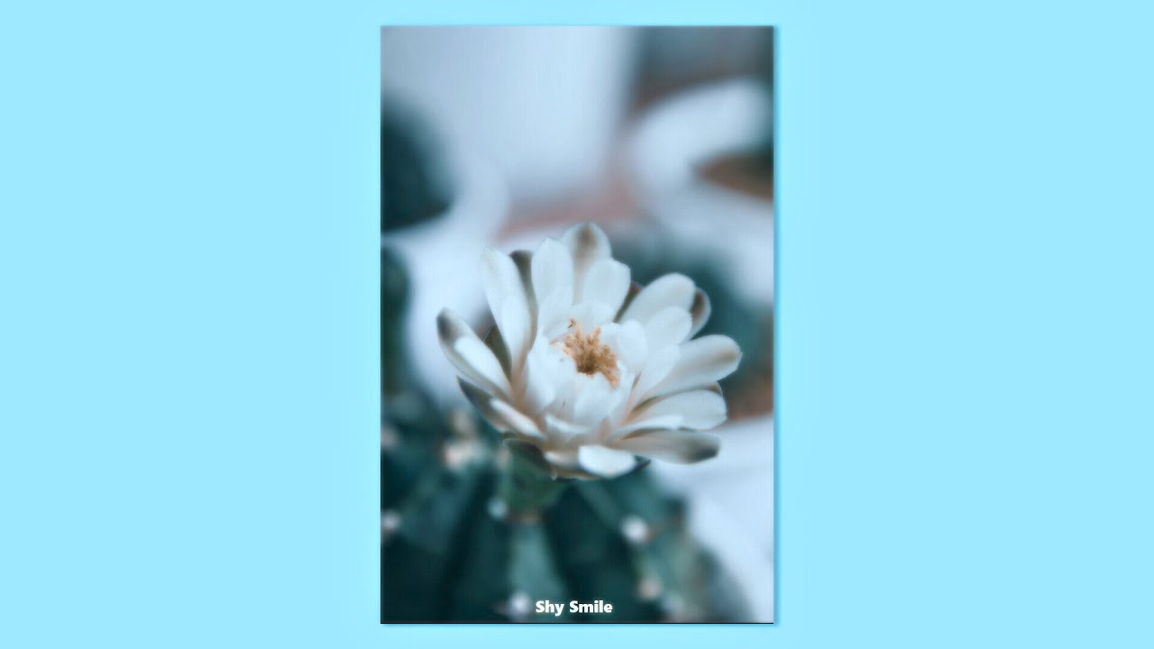 [FREE] R&B Type Beat “ Shy Smile ”💙| Romantic Love Beat Instrumental