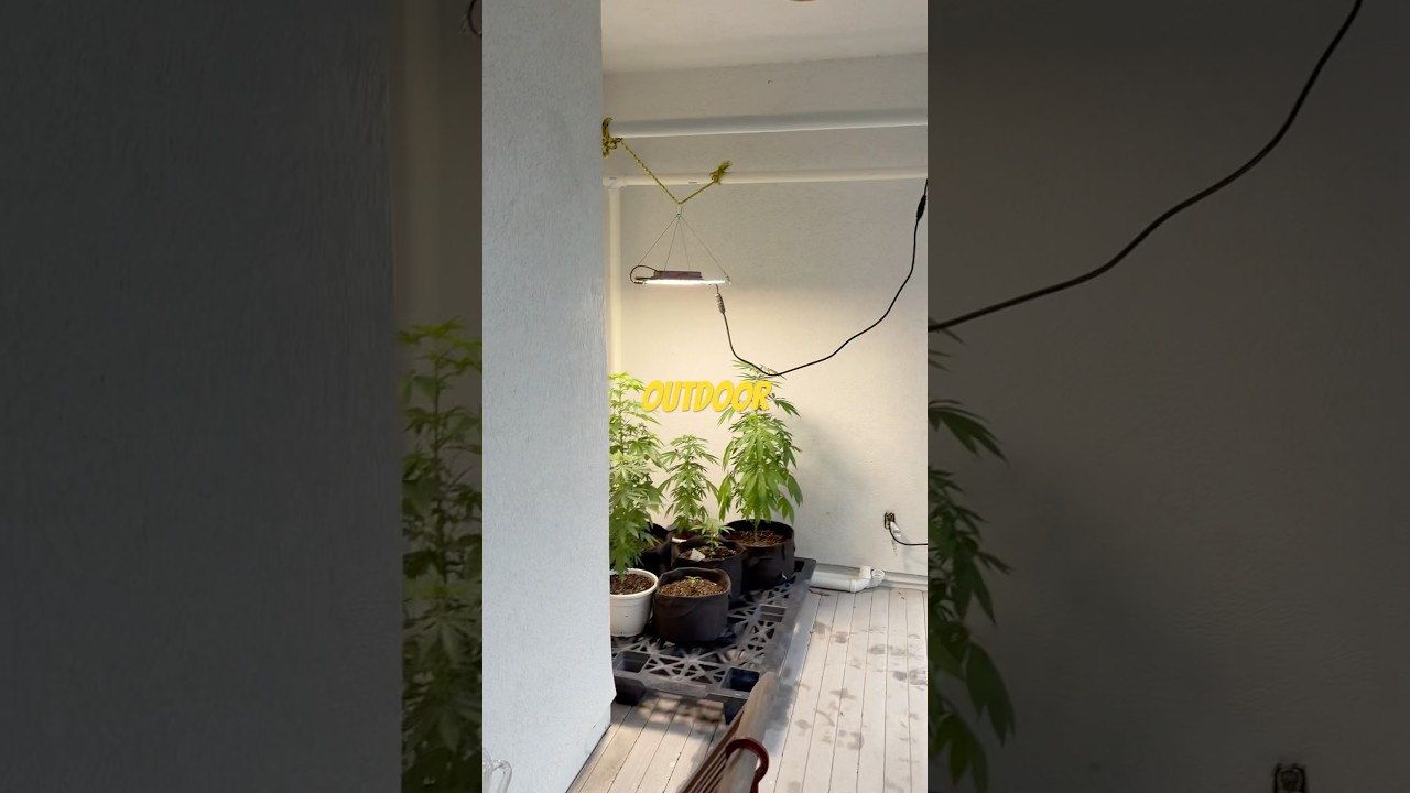 My new grow area when it rains! #cannabiseducation #homegrown #indoorplants