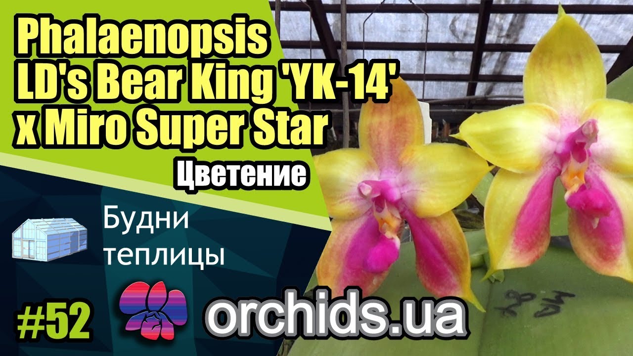 Цветение Phalaenopsis LD's Bear King 'YK-14' x Miro Super Star