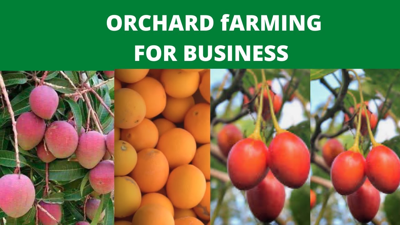 fruit orchard farming|backyard orchard culture|