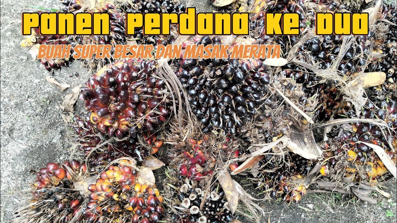 Panen perdana Ke Dua. Buah Sawit Hasil Panen Buah super lebat dan masak merata.