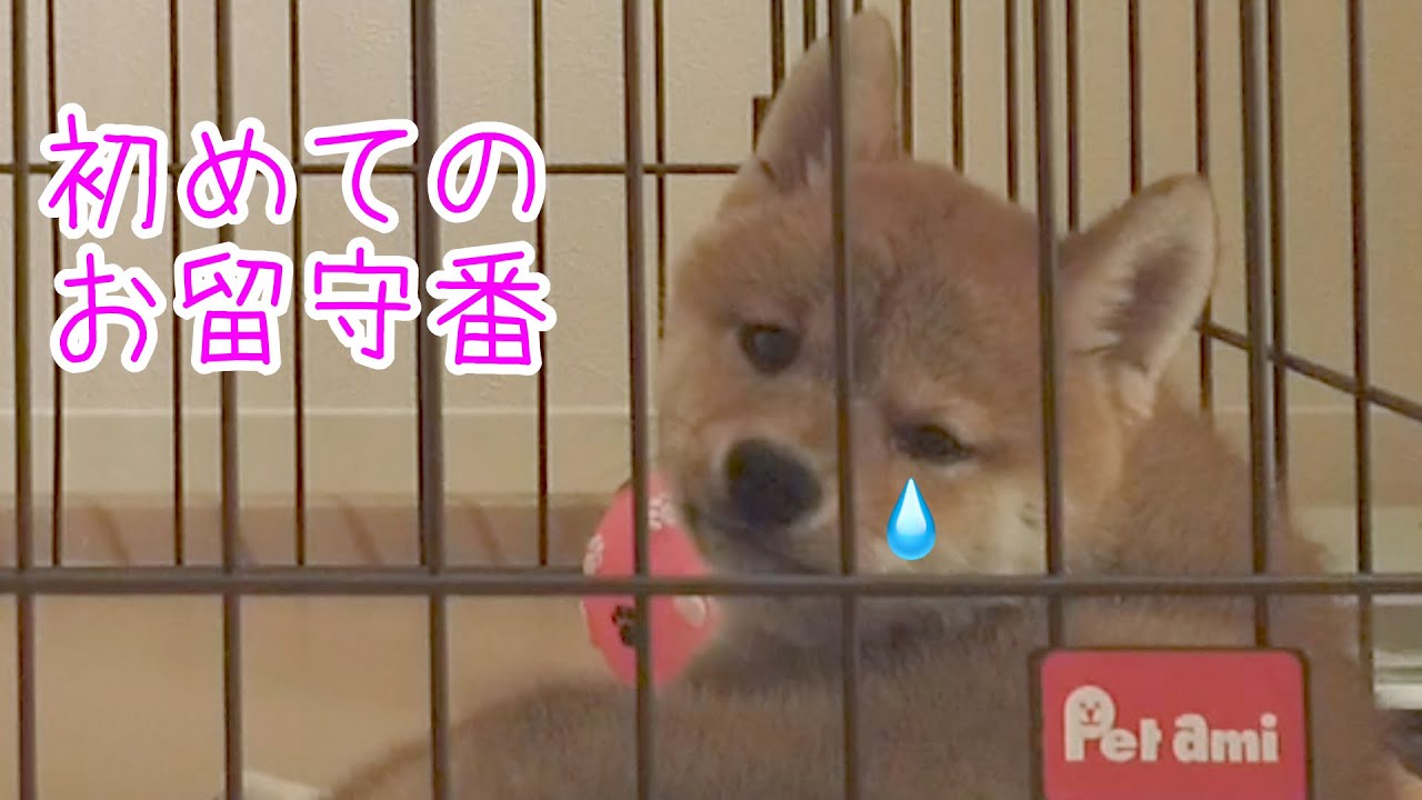 柴犬子犬、初めてのお留守番 （Short.Ver）