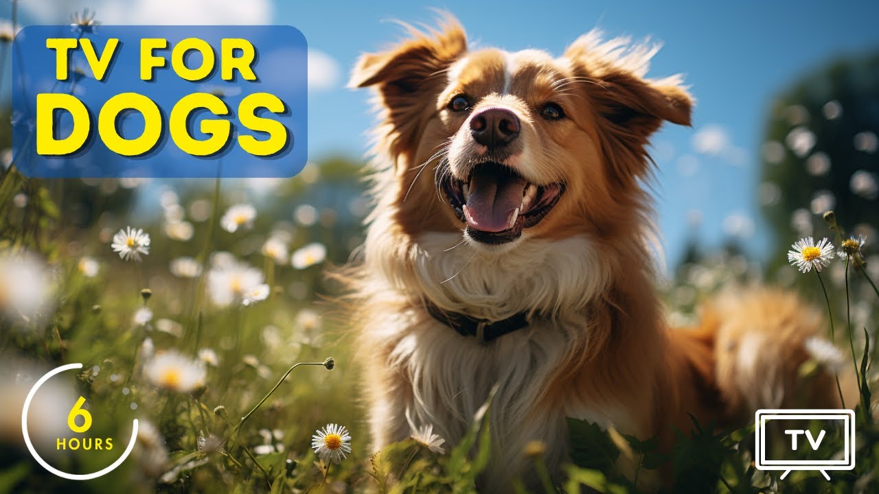 6 Hours of Music for Dogs who are Alone: Anti Anxiety Dog TV!