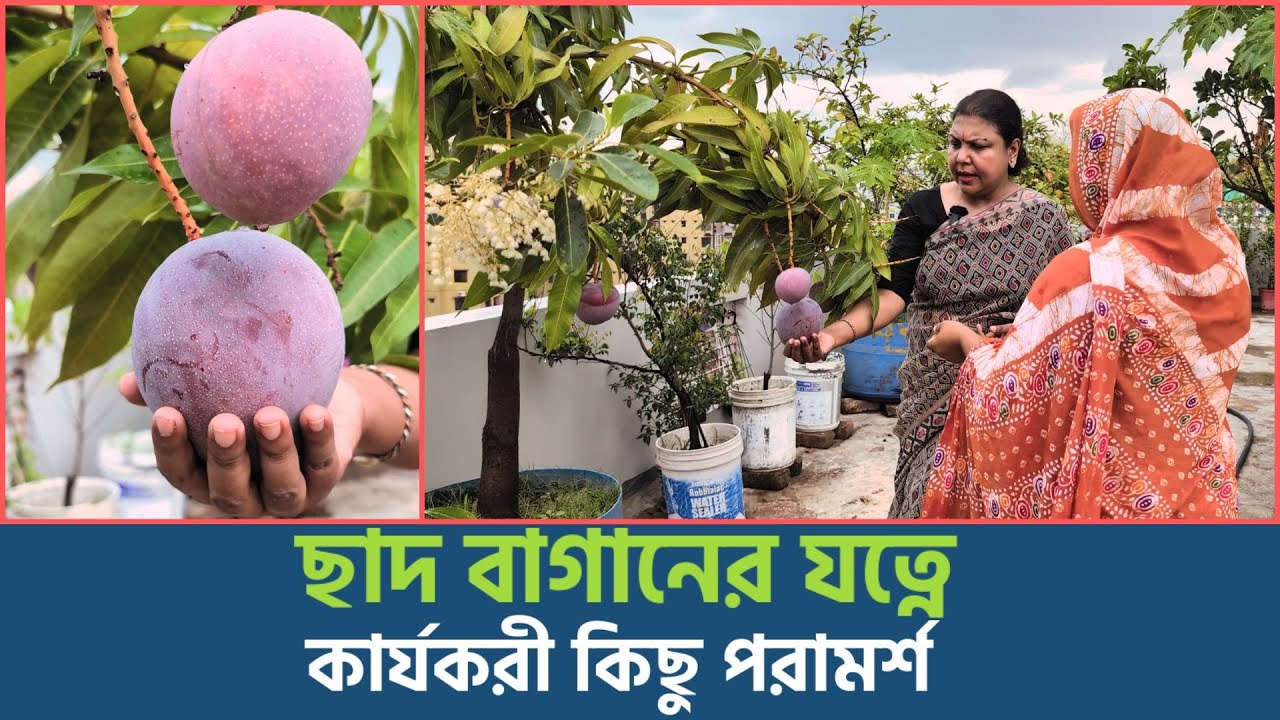 ব্যালকনি বা ছাদে গাছ লাগিয়েছেন? যত্ন নেবেন যেভাবে | Shakti Foundation for Disadvantaged Women