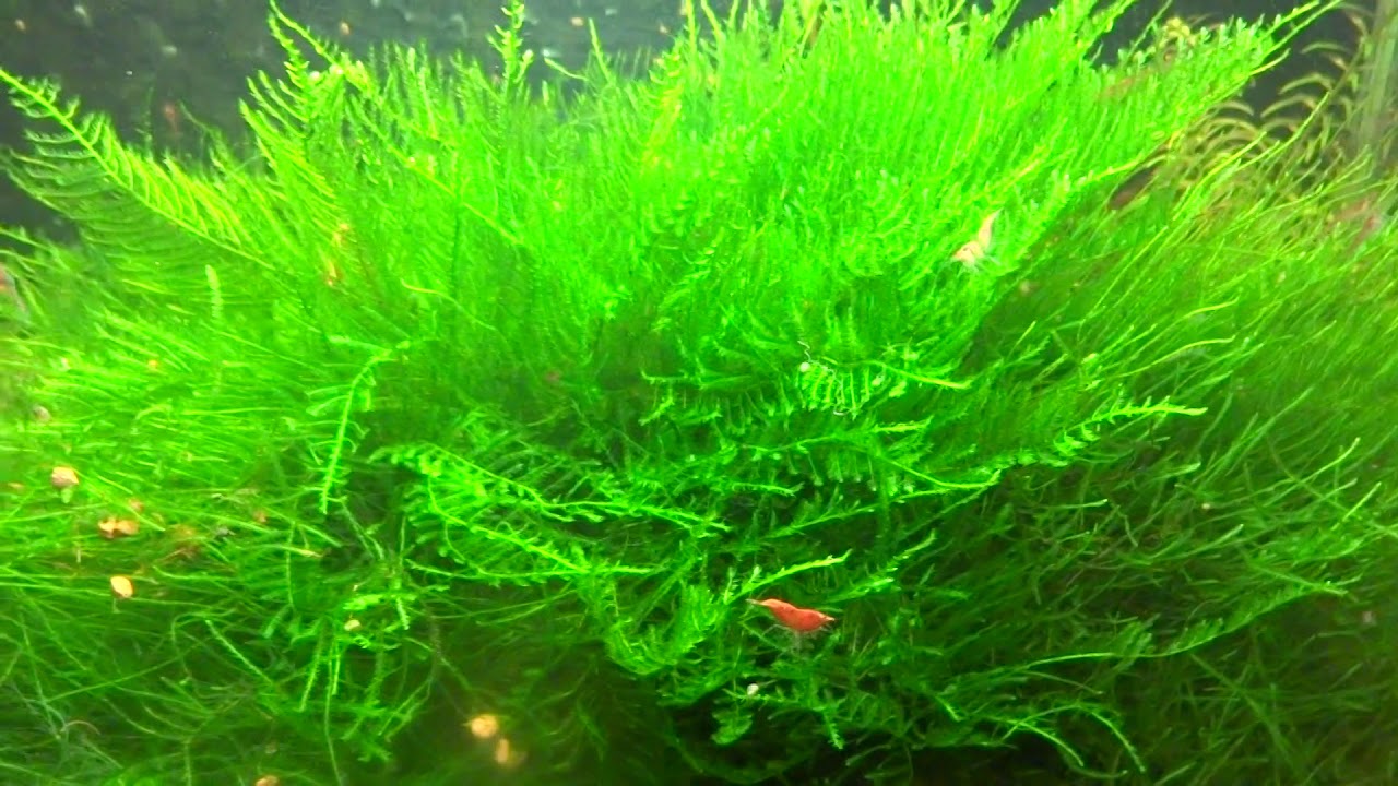 Яванский мох (Taxiphyllum sp) в моем аквариуме)