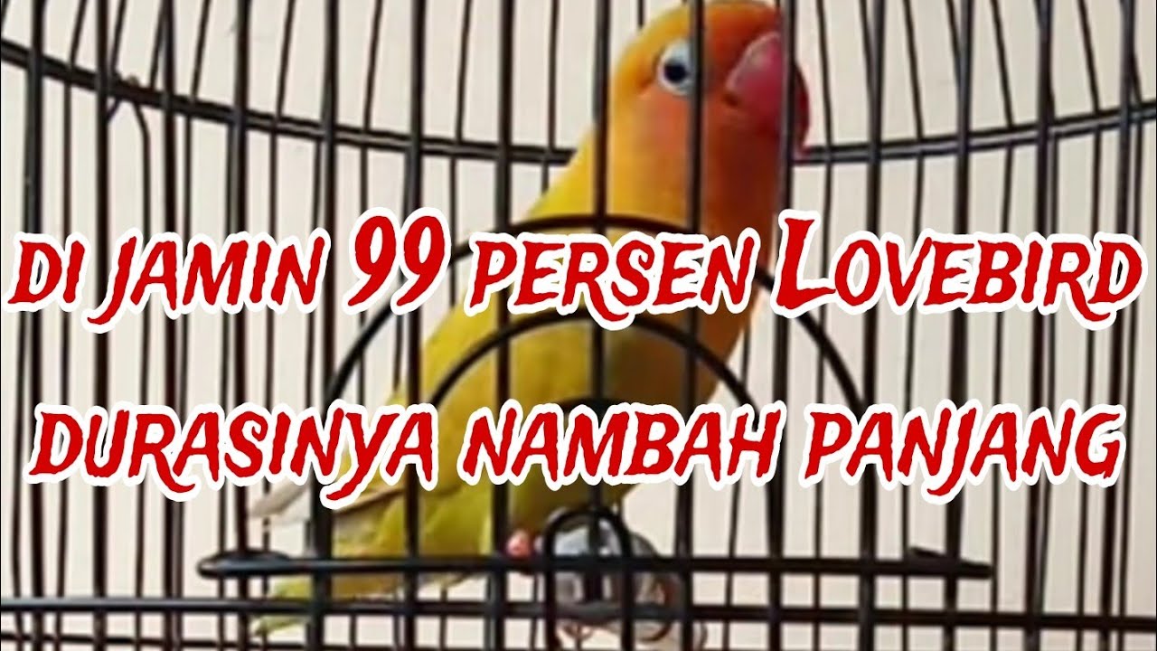 RAHASIA MEMPROSES BURUNG LOVEBIRD DURASI MENITAN BUKAN DARI TRAH DURASI ATAU LOVEBIRD SAYUR PART,2