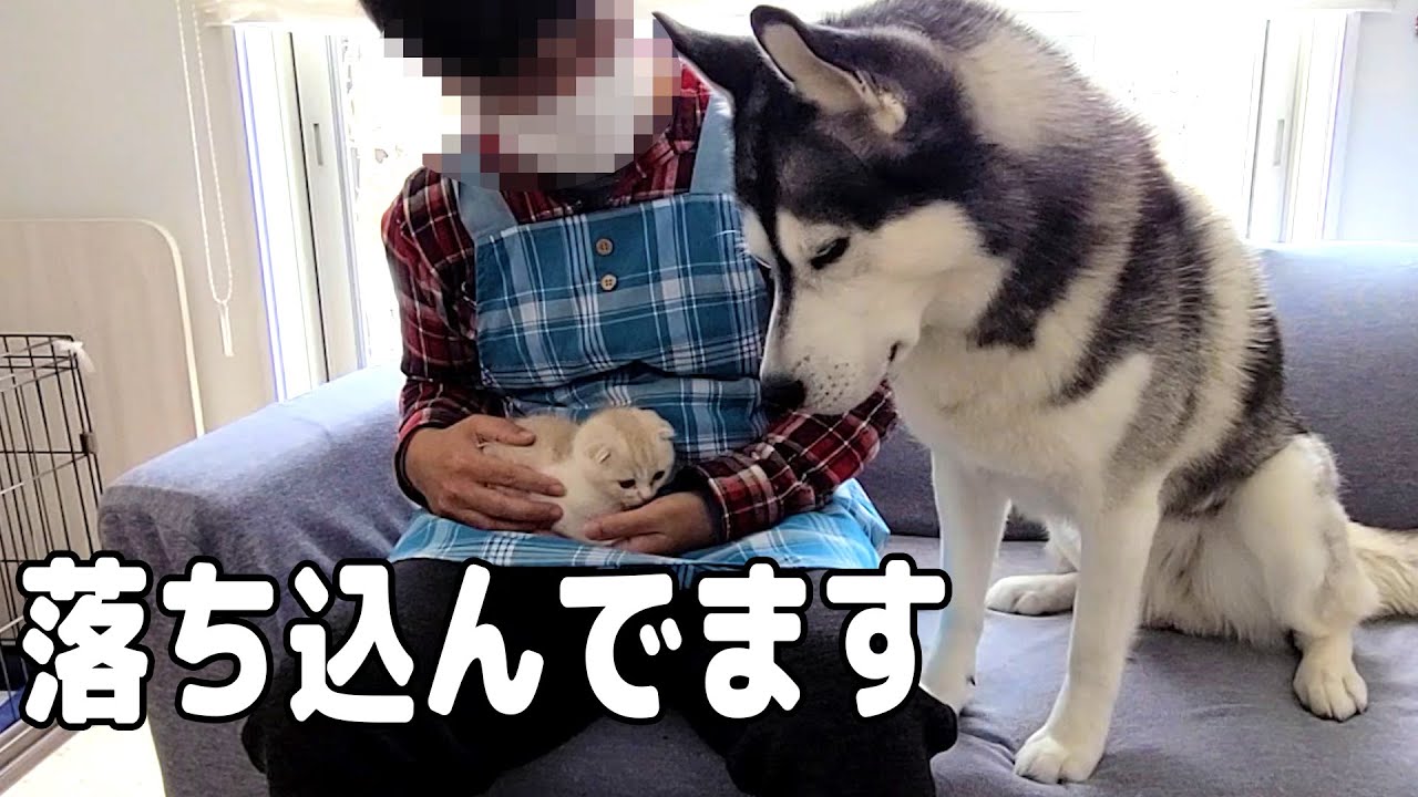 子猫に怒られて落ち込むハスキー犬がこちら...