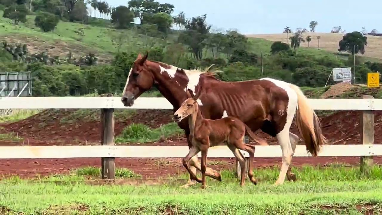 Lote 33 América e Lindeza da RV