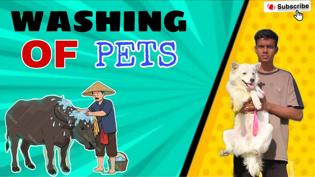 WASHING OF PETS 