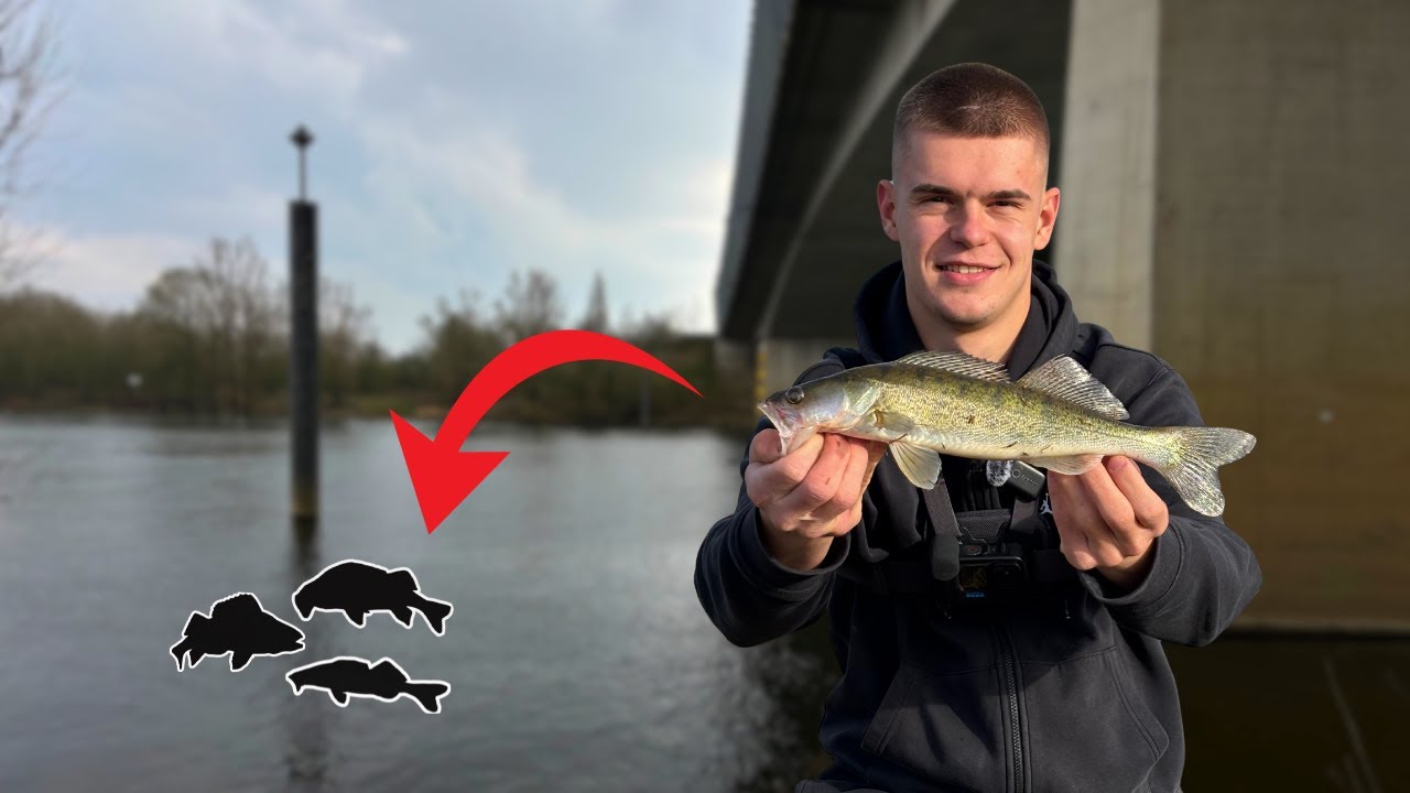 Fishing in Venlo. Maas river predators!