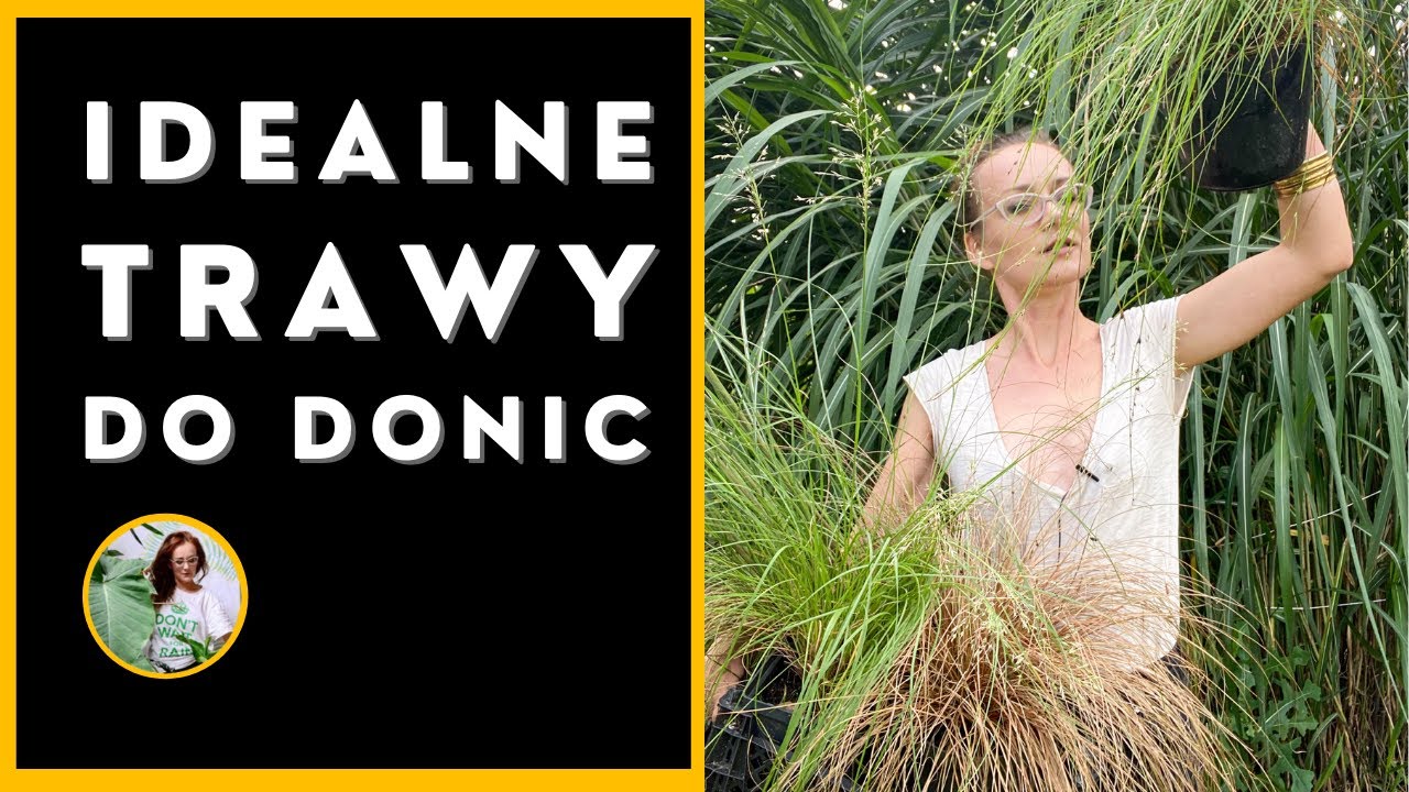 Najlepsze Trawy Ozdobne do donic. Jak dbać, sadzić, pielęgnować