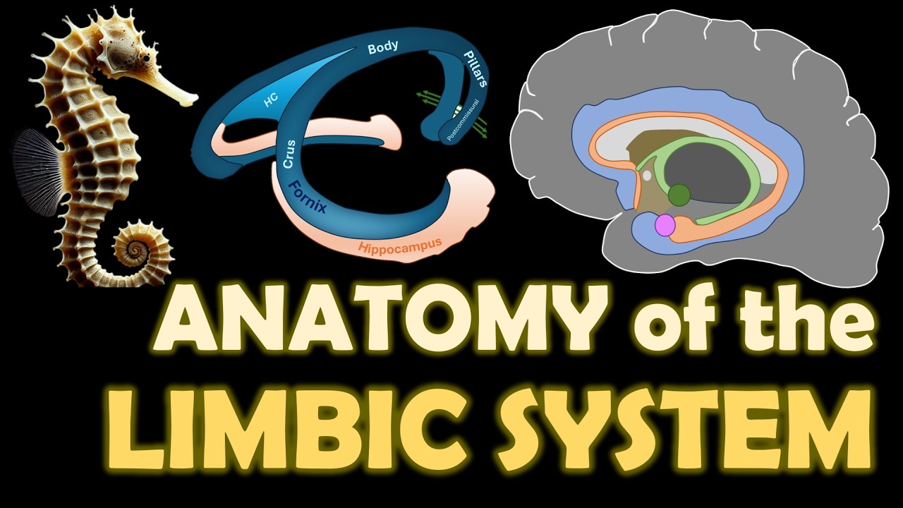 The Emotional Brain: Anatomy of the Limbic System