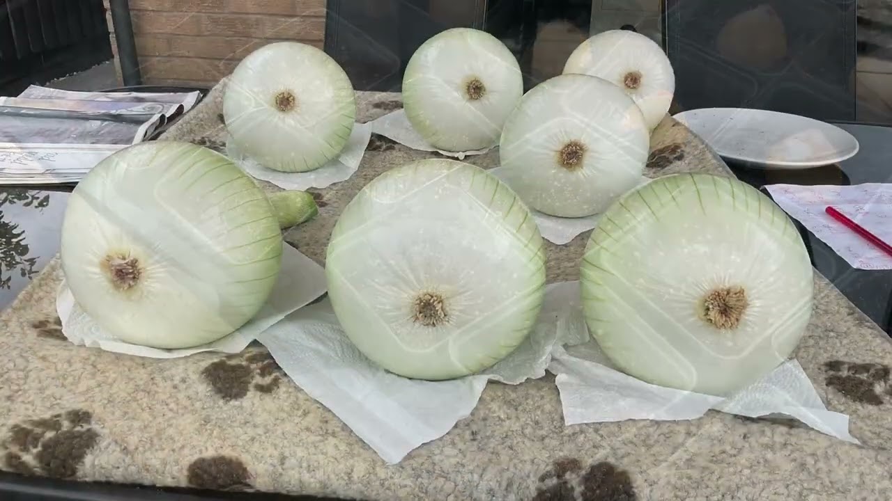 Tiny veg plot/onion pips and more