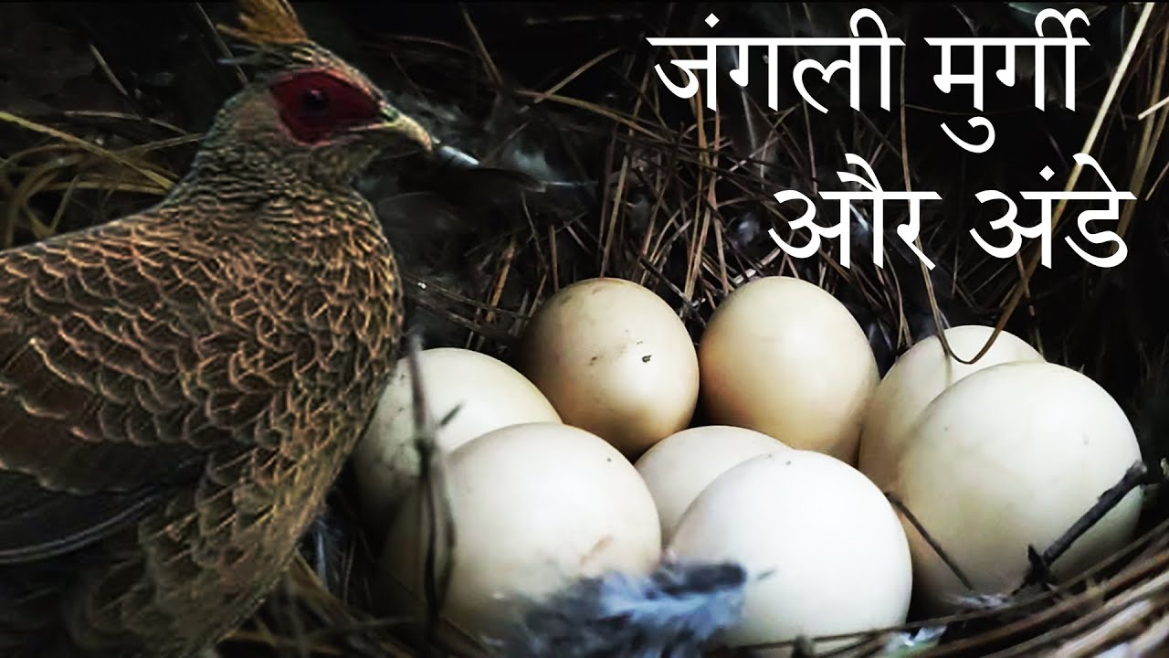 जंगली मुर्गी और उसके अंडे मिल गए । Pahadi Murgi. Kadaknath se better. Jungali murgi aur ande. Eggs.