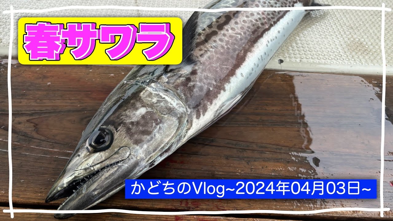 今年もサワラの季節がやってきました！[何げない漁の様子][釣り][Vlog]