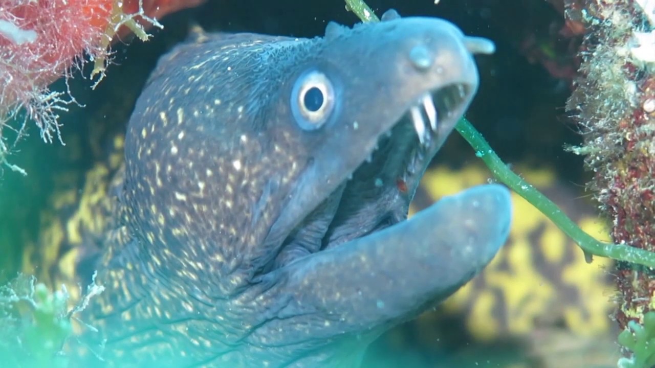 KARABURUN AKINTI DALIŞI ( drift diving )