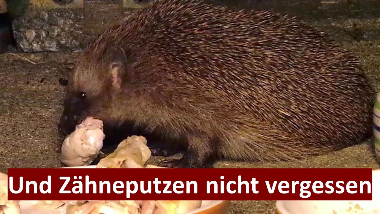 Igel Ratzfatz, der unersättliche Hühnerfleisch-Fresser (18.09.2023)