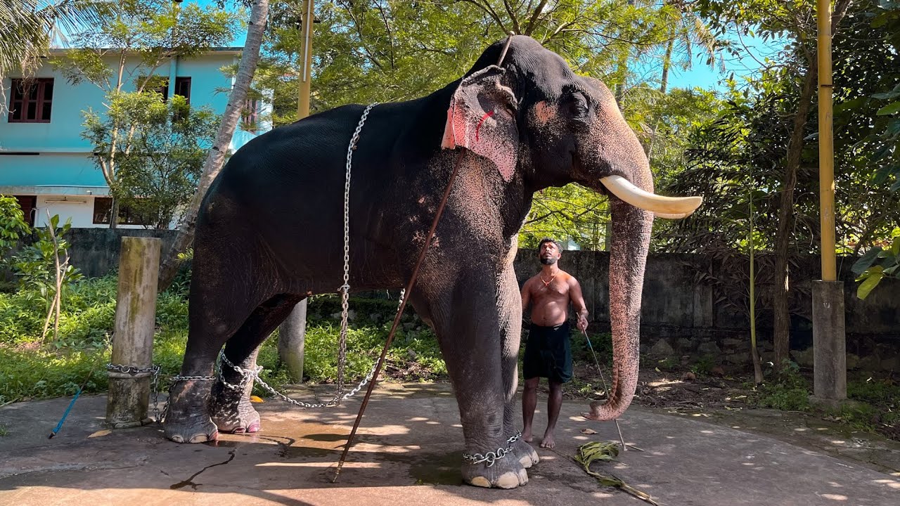 നീരുകാലം കഴിഞ്ഞിറങ്ങിയ വിനായകനെ നിലവ് നിർത്തിയപ്പോൾ | Meenad Vinayakan Latest
