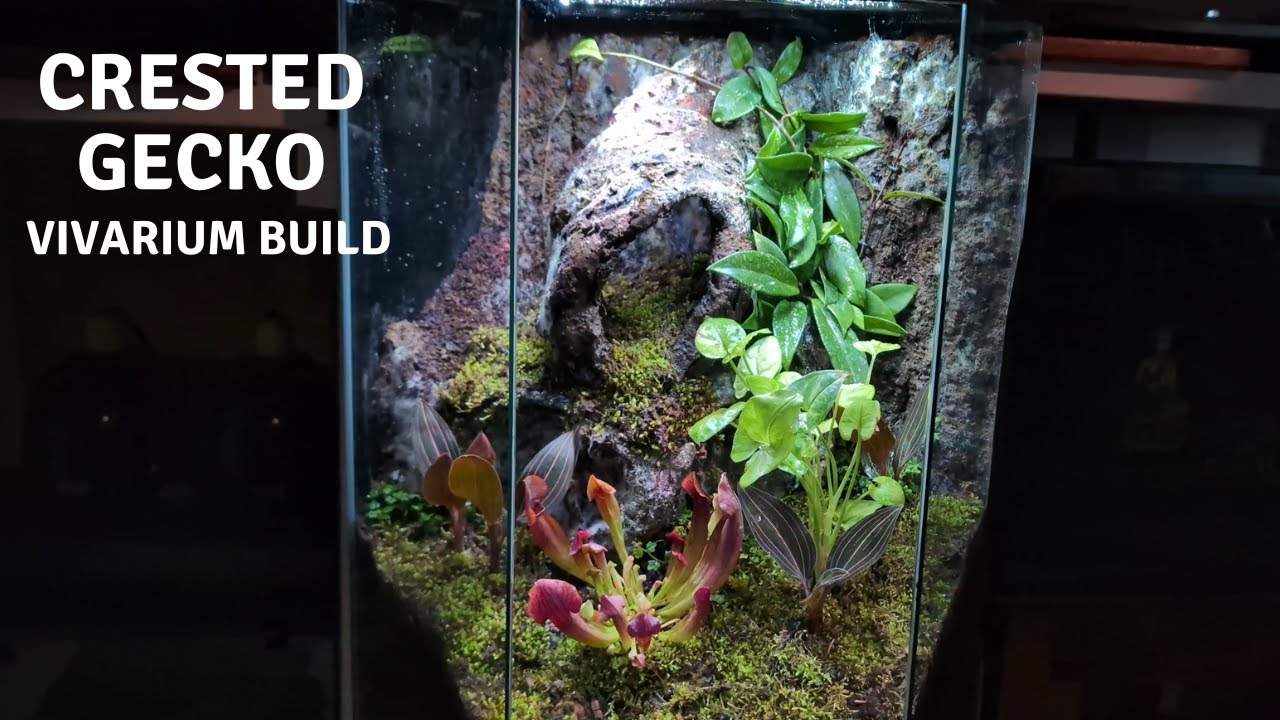 Crested Gecko Vivarium Build