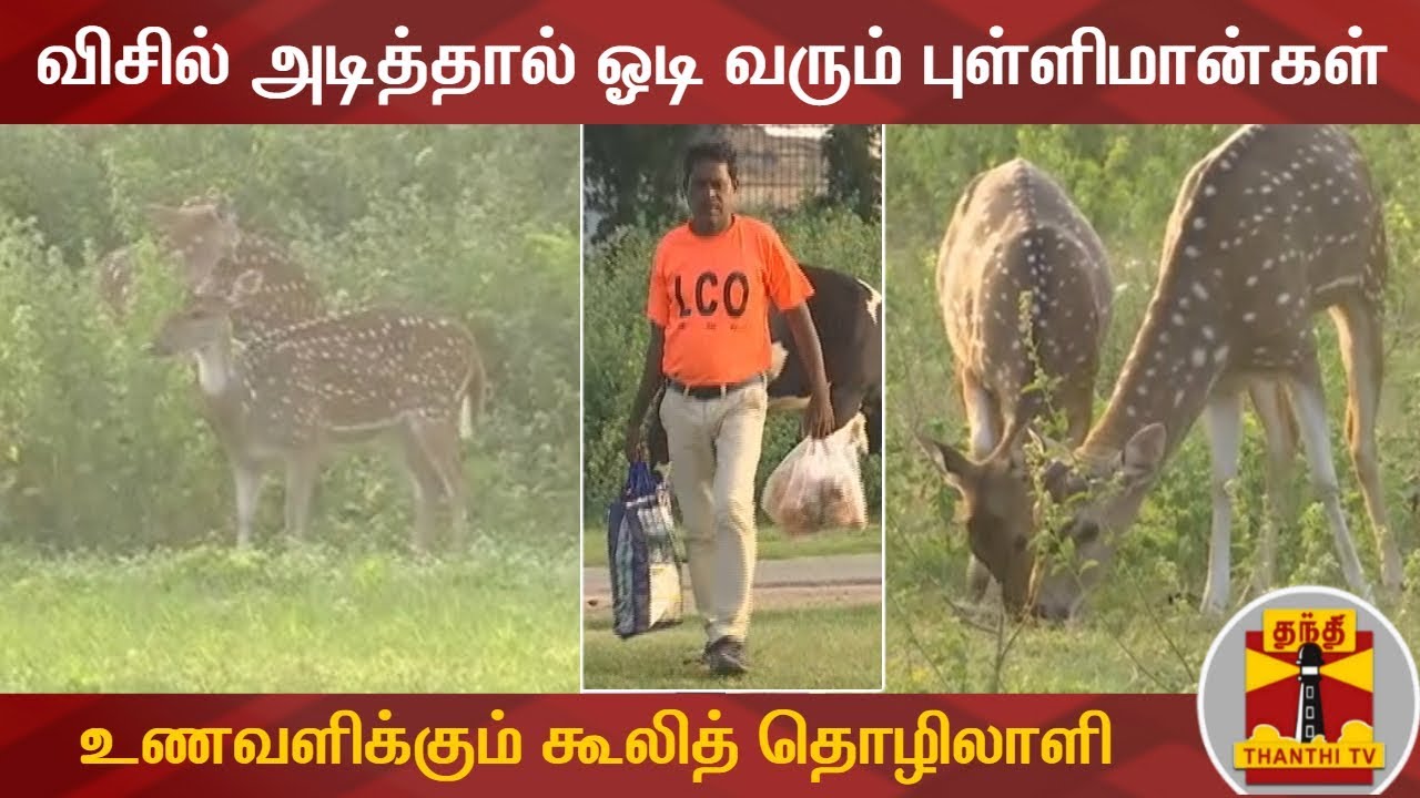 விசில் அடித்தால் ஓடி வரும் புள்ளிமான்கள் - உணவளிக்கும் கூலித் தொழிலாளி | Spotted Deer