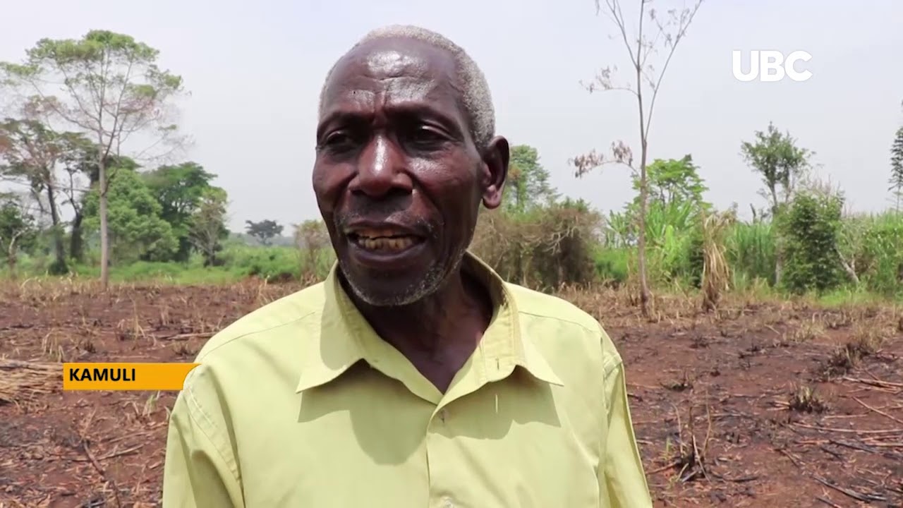 BUSOGA FARMERS DIVERT FROM SUGARCANE GROWING TO FOOD CROPS