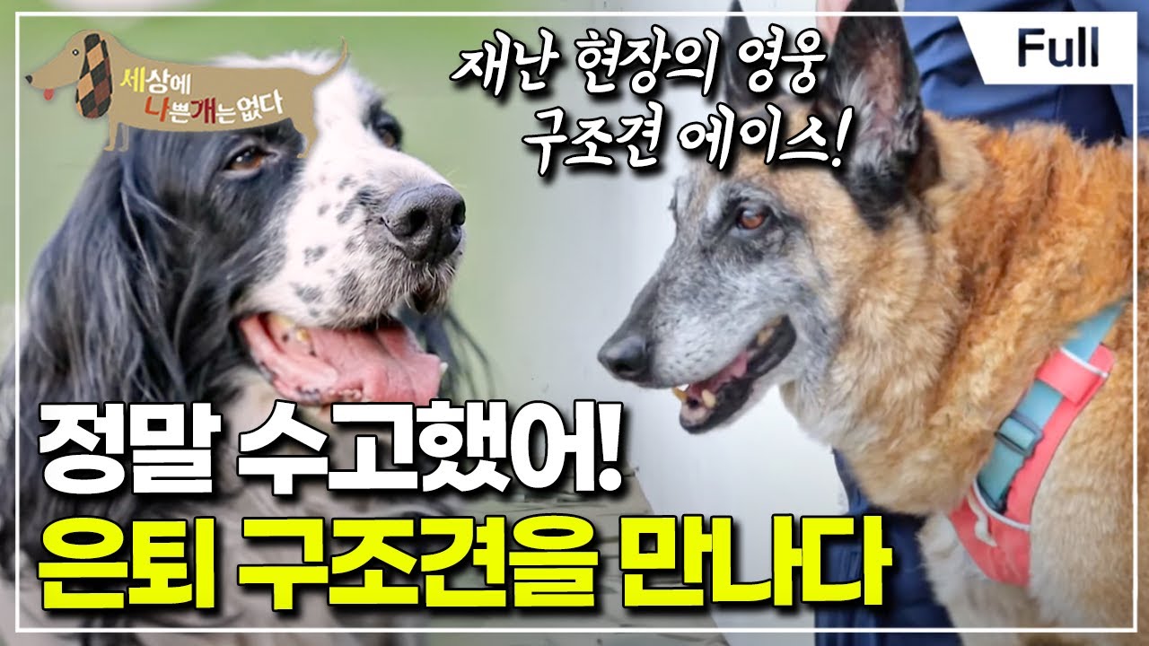 [Full] 세상에 나쁜 개는 없다 - 정말 수고했어, 은퇴 구조견을 만나다
