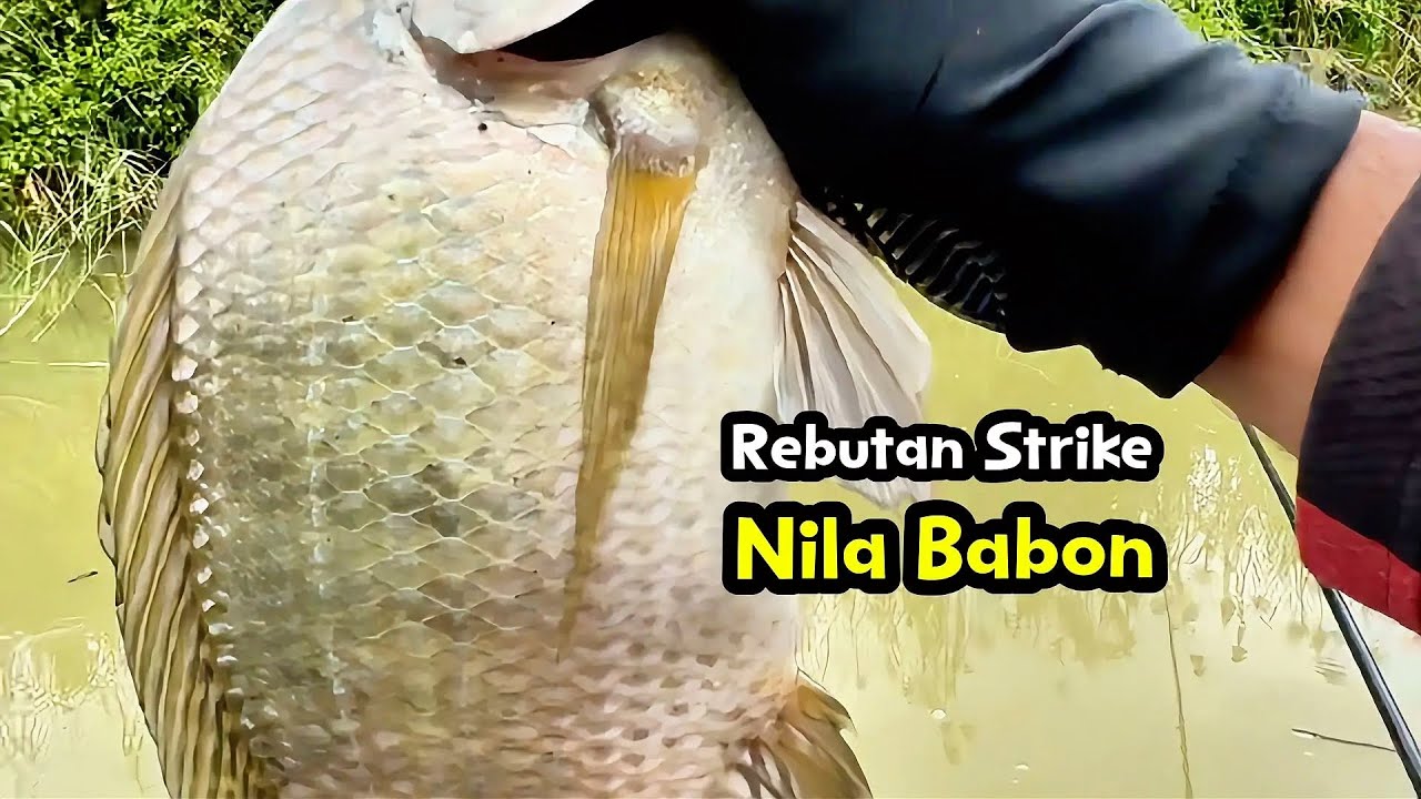 Rebutan strike nila babon