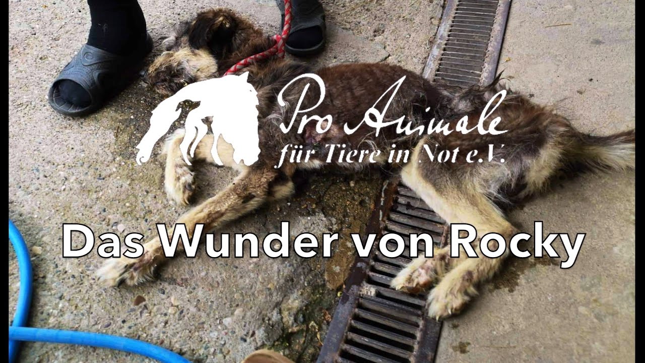 Hunderettung: Das Wunder von Rocky